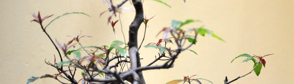 Templomi famennyezetek